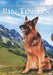Rin Tin Tin - Fangs of the Wild, Skull and Crown , The Test , Caryl of the Mountains, Return of rin Tin Tin, Vengeance of Rannah --EU Import englische tonspur- DVD Box