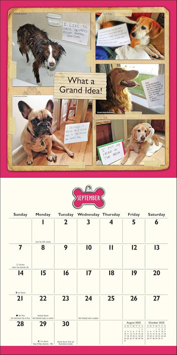Dog Shaming 2025 Wall Calendar