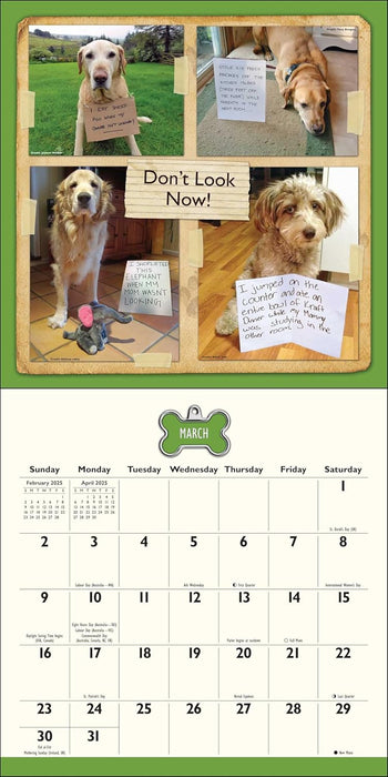 Dog Shaming 2025 Wall Calendar