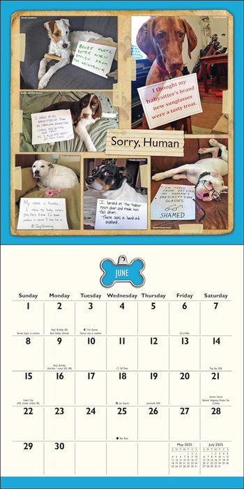 Dog Shaming 2025 Wall Calendar