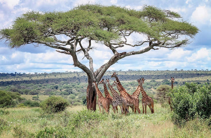 Lonely Planet The Tree Atlas