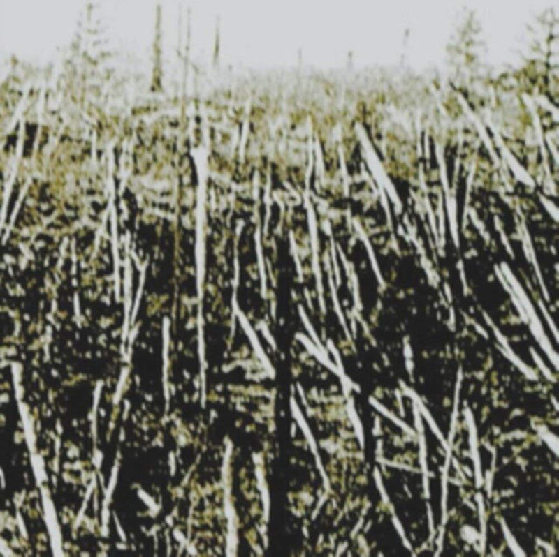 Próchno