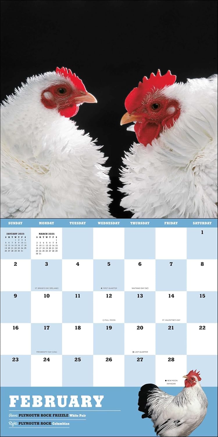 Extraordinary Chickens 2025 Wall Calendar