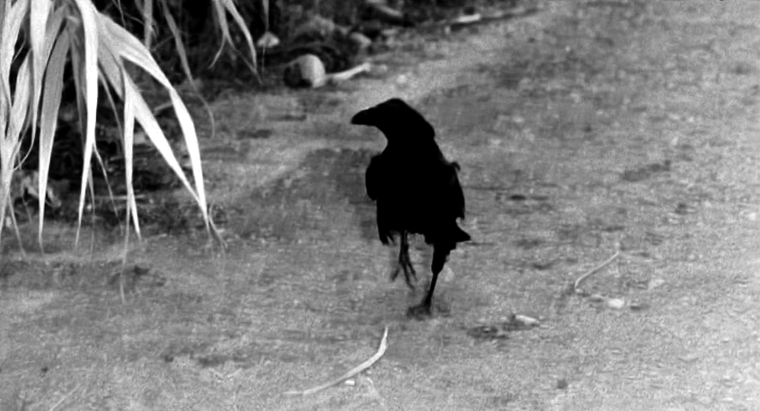 Große Vögel, kleine Vögel. Zweitausendeins Edition Film 308.