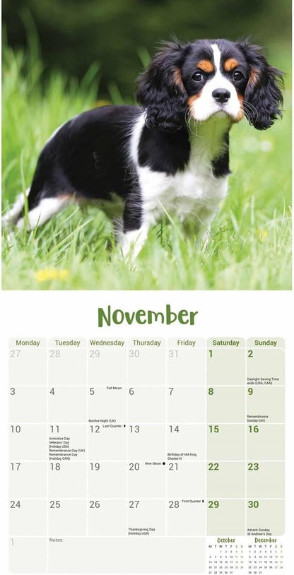 Cavalier King Charles Spaniel Puppies Mini Wall Calendar 2025 (PFP)