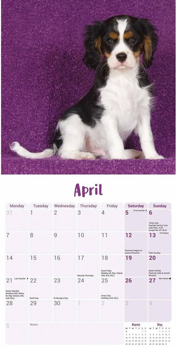 Cavalier King Charles Spaniel Puppies Mini Wall Calendar 2025 (PFP)
