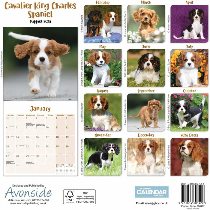 Cavalier King Charles Spaniel Puppies Mini Wall Calendar 2025 (PFP)