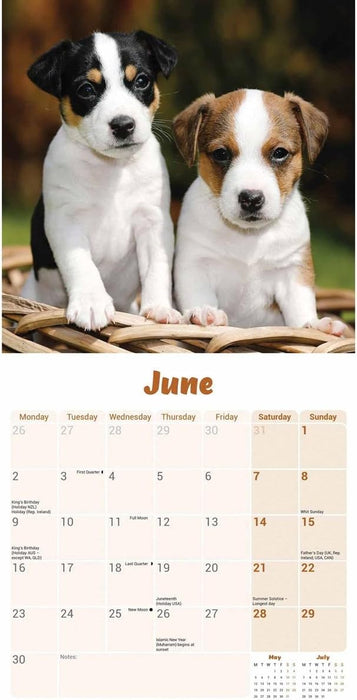 Jack Russell Puppies Mini Wall Calendar 2025 (PFP)