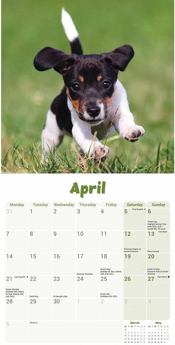 Jack Russell Puppies Mini Wall Calendar 2025 (PFP)