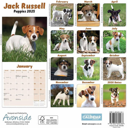 Jack Russell Puppies Mini Wall Calendar 2025 (PFP)