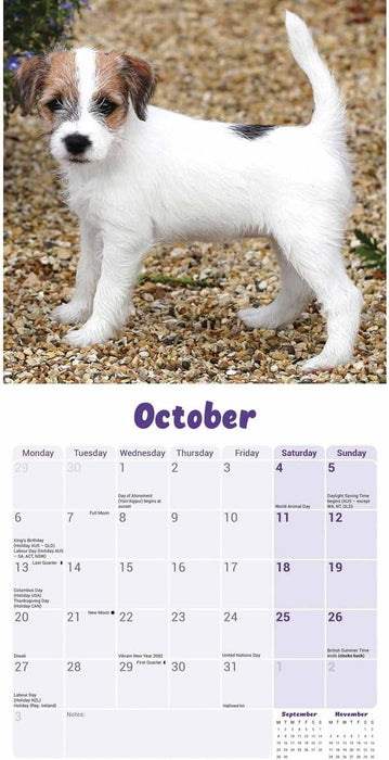 Jack Russell Puppies Mini Wall Calendar 2025 (PFP)