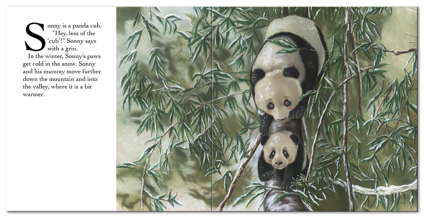 Panda Says, "Sorry " (Square Paperback Storybooks