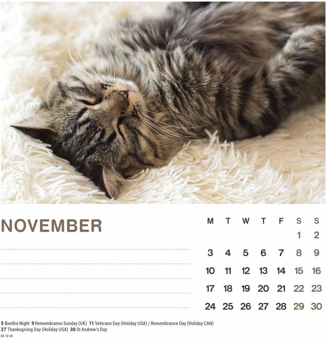 2025 Cat Naps Easel
