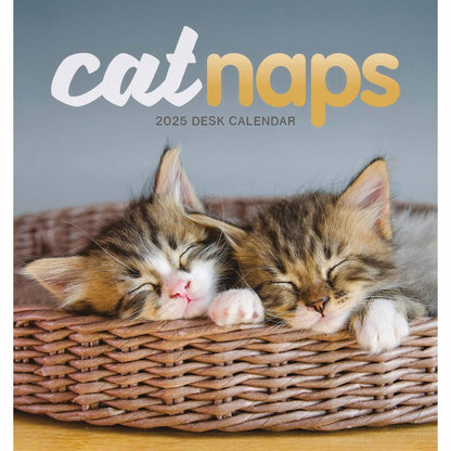 2025 Cat Naps Easel