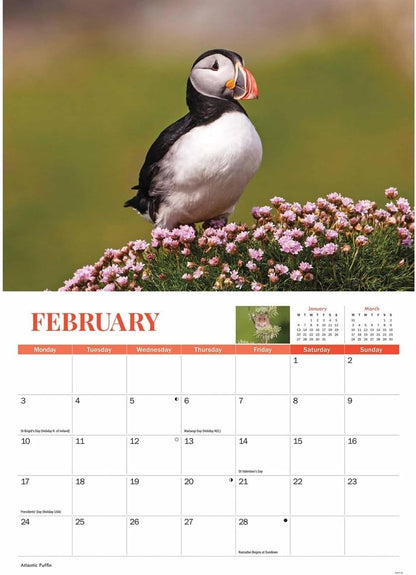 Wildlife of Britain A4 Calendar 2025 (PFP)