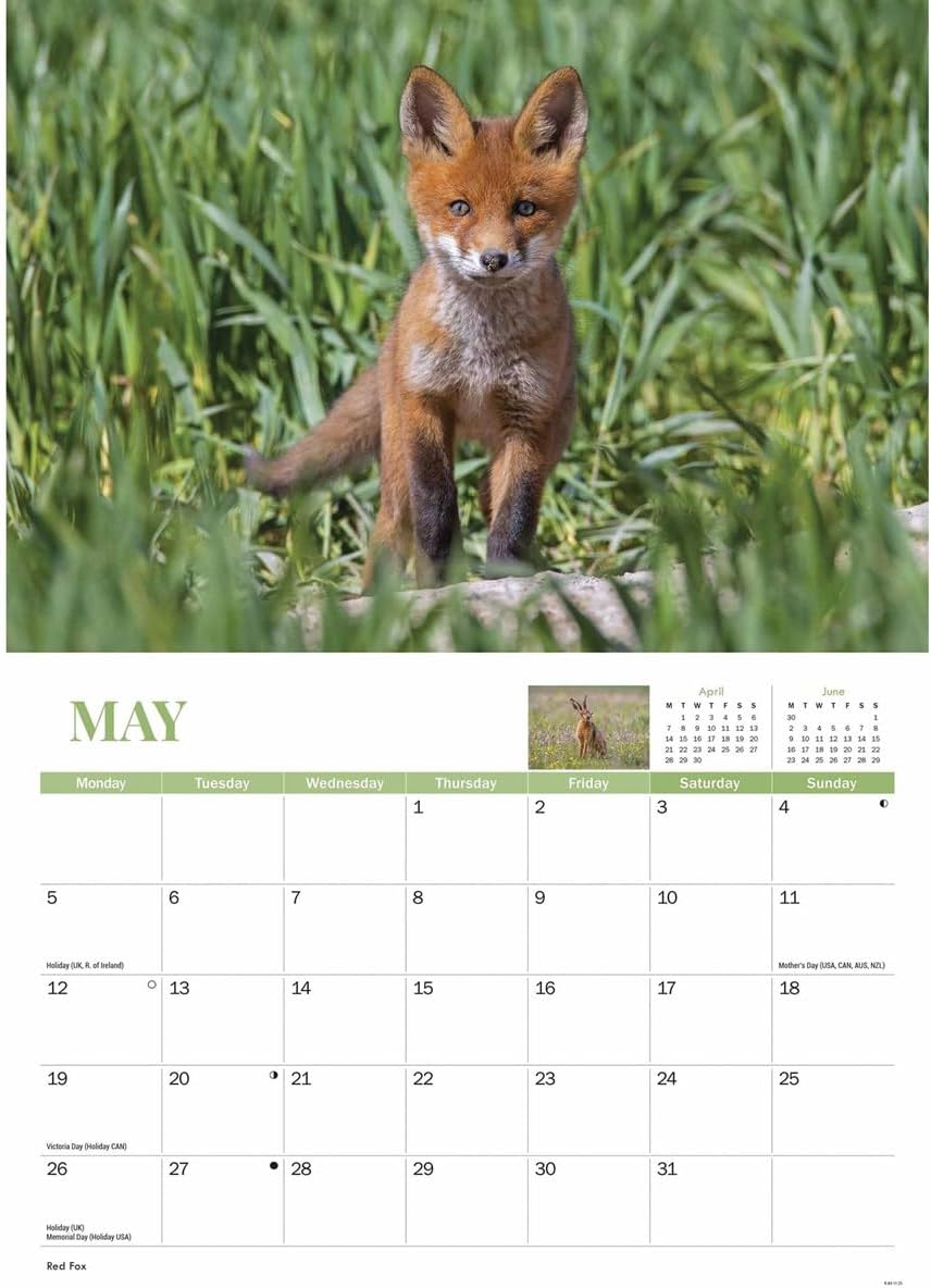 Wildlife of Britain A4 Calendar 2025 (PFP)
