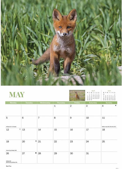Wildlife of Britain A4 Calendar 2025 (PFP)