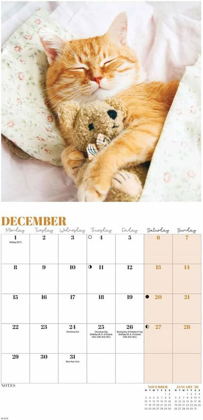 2025 Cat Naps Mini