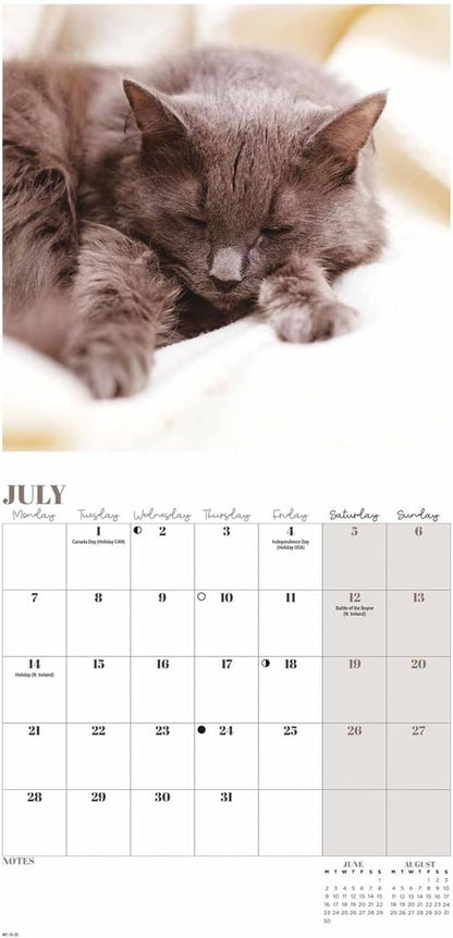 2025 Cat Naps Mini