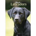 Carousel Calendars Labrador Retrievers Black A5 Diary 2025 (PFP)