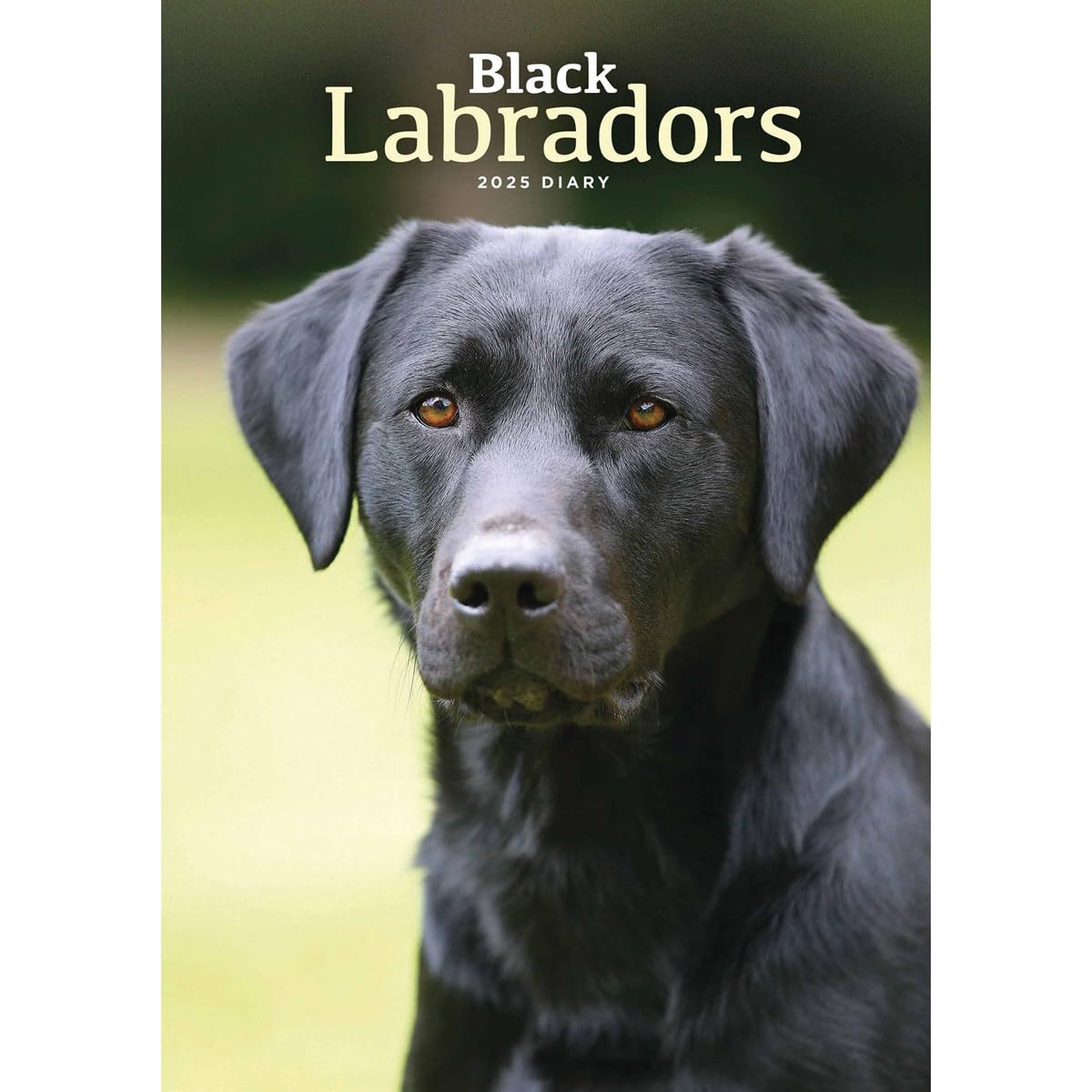 Carousel Calendars Labrador Retrievers Black A5 Diary 2025 (PFP)