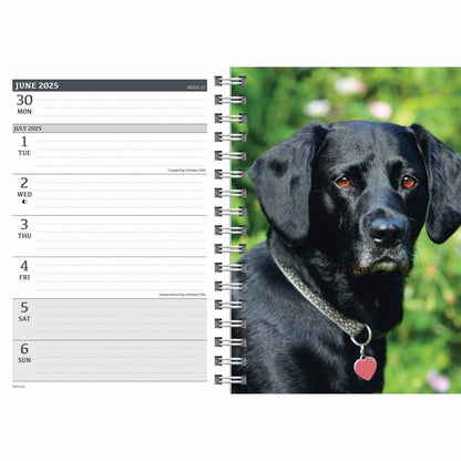 Carousel Calendars Labrador Retrievers Black A5 Diary 2025 (PFP)