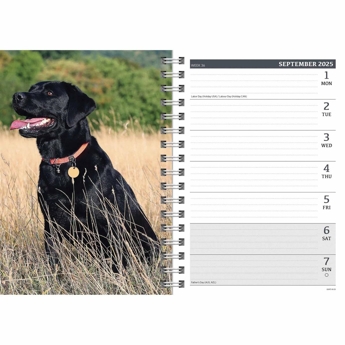 Carousel Calendars Labrador Retrievers Black A5 Diary 2025 (PFP)