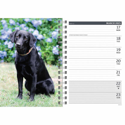 Carousel Calendars Labrador Retrievers Black A5 Diary 2025 (PFP)