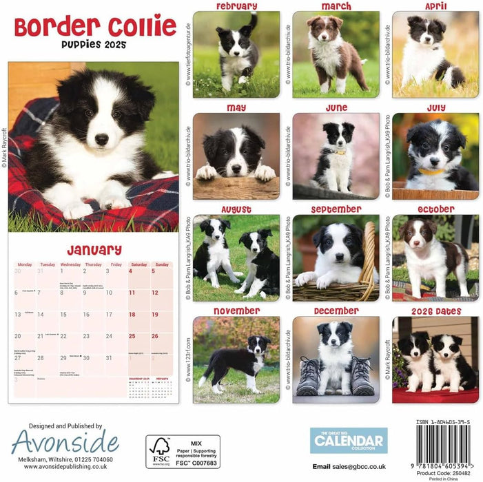 Border Collie Puppies Mini Wall Calendar 2025 (PFP)