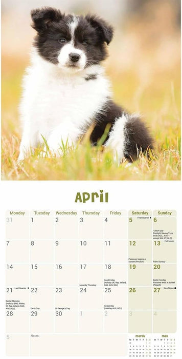 Border Collie Puppies Mini Wall Calendar 2025 (PFP)