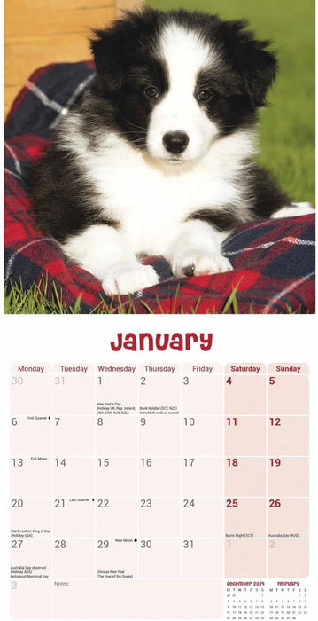 Border Collie Puppies Mini Wall Calendar 2025 (PFP)