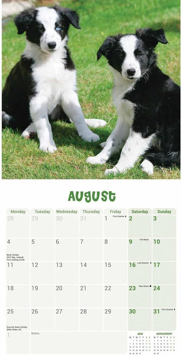Border Collie Puppies Mini Wall Calendar 2025 (PFP)