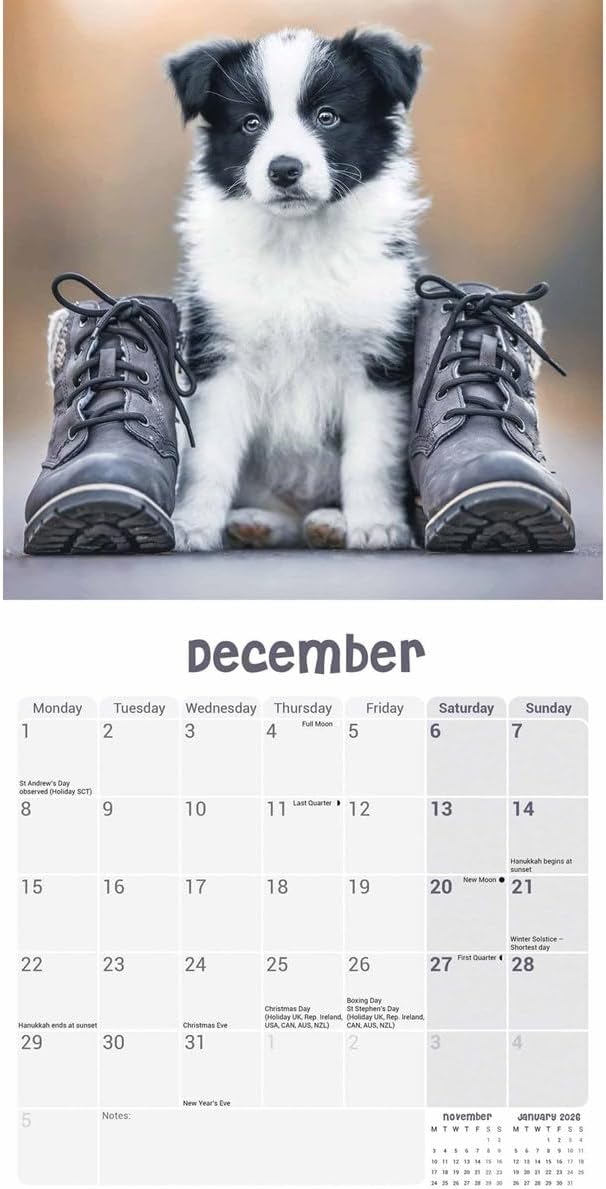 Border Collie Puppies Mini Wall Calendar 2025 (PFP)