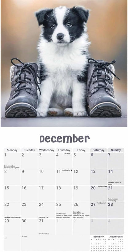 Border Collie Puppies Mini Wall Calendar 2025 (PFP)