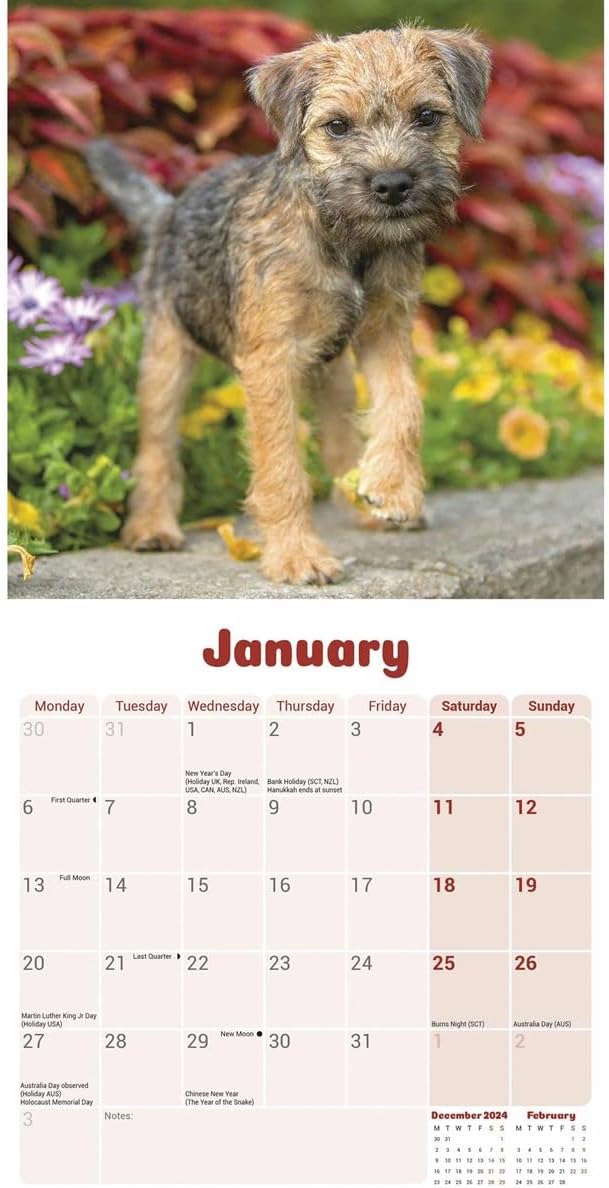 Border Terrier Puppies Mini Wall Calendar 2025 (PFP)