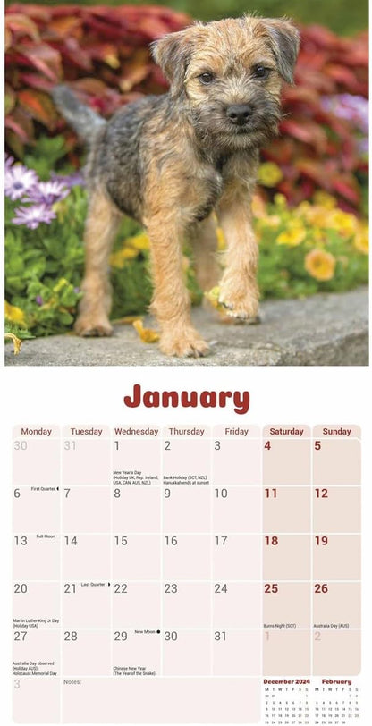 Border Terrier Puppies Mini Wall Calendar 2025 (PFP)