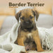 Border Terrier Puppies Mini Wall Calendar 2025 (PFP)