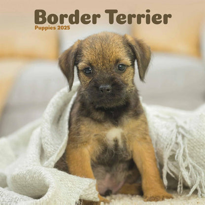 Border Terrier Puppies Mini Wall Calendar 2025 (PFP)
