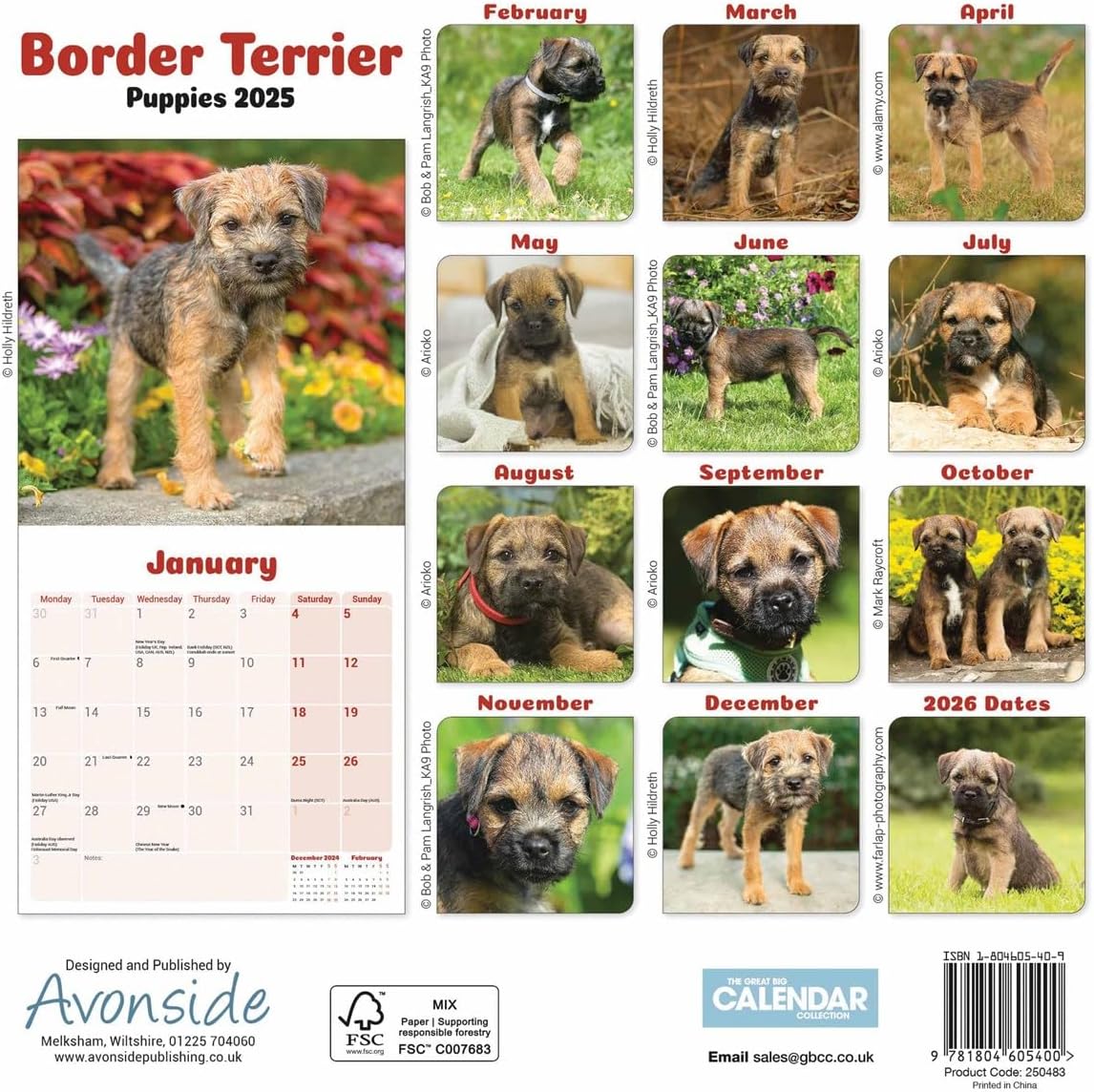 Border Terrier Puppies Mini Wall Calendar 2025 (PFP)