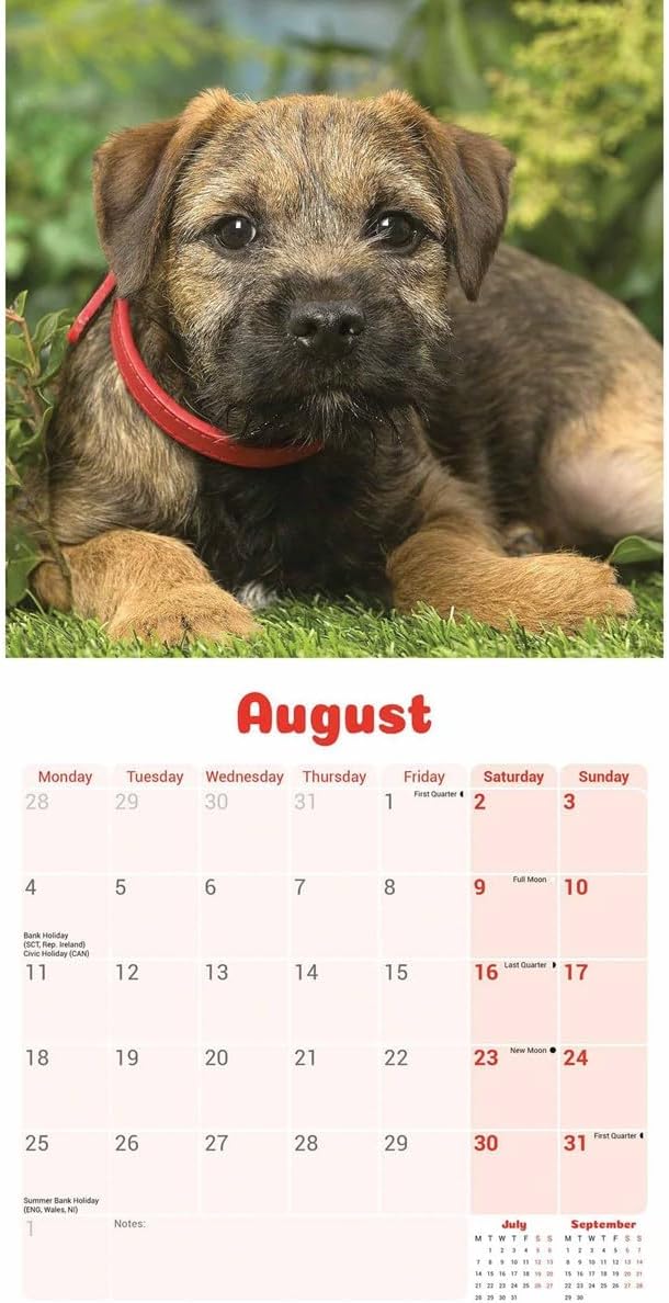 Border Terrier Puppies Mini Wall Calendar 2025 (PFP)
