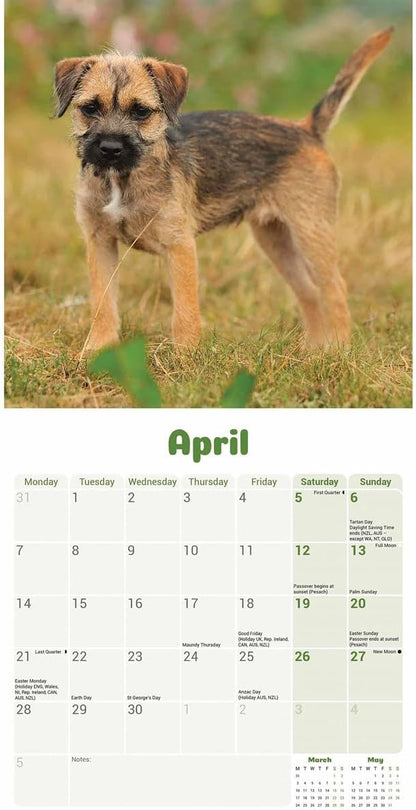 Border Terrier Puppies Mini Wall Calendar 2025 (PFP)