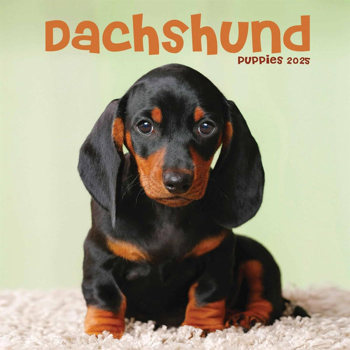 Dachshund Puppies Mini Wall Calendar 2025 (PFP)