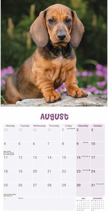 Dachshund Puppies Mini Wall Calendar 2025 (PFP)