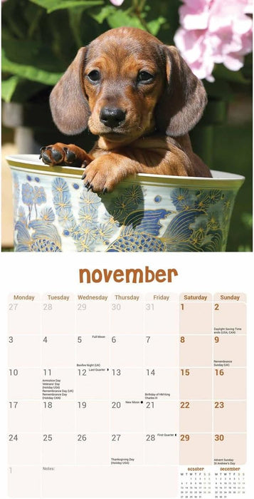 Dachshund Puppies Mini Wall Calendar 2025 (PFP)