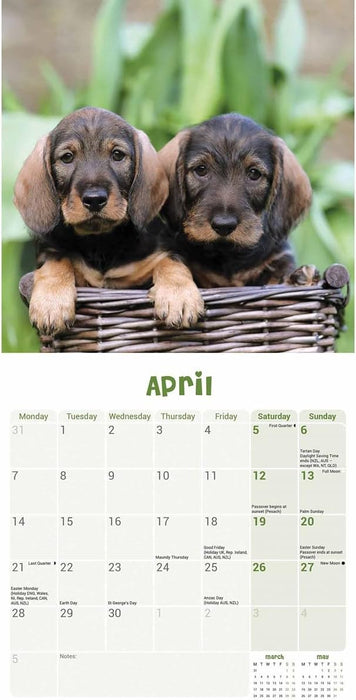 Dachshund Puppies Mini Wall Calendar 2025 (PFP)