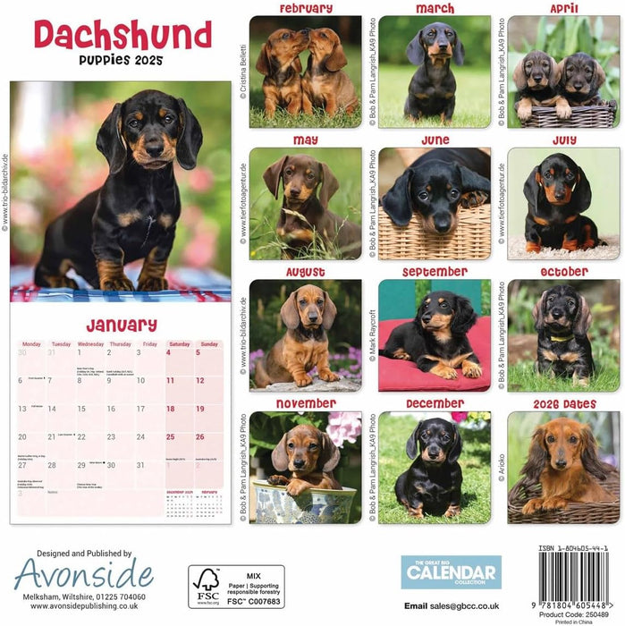 Dachshund Puppies Mini Wall Calendar 2025 (PFP)