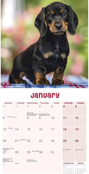 Dachshund Puppies Mini Wall Calendar 2025 (PFP)