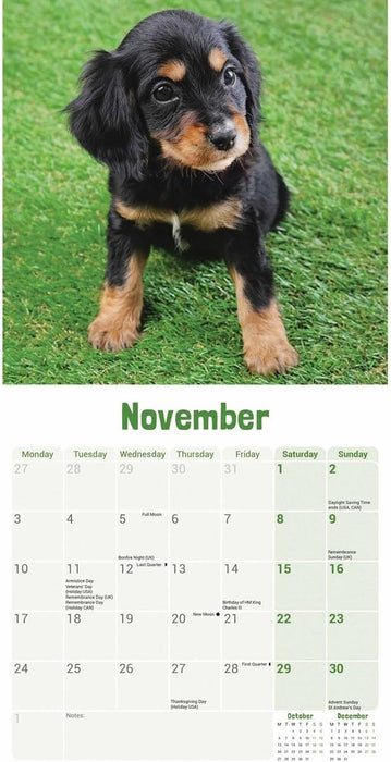 English Cocker Spaniel Puppies Mini Wall Calendar 2025 (PFP)