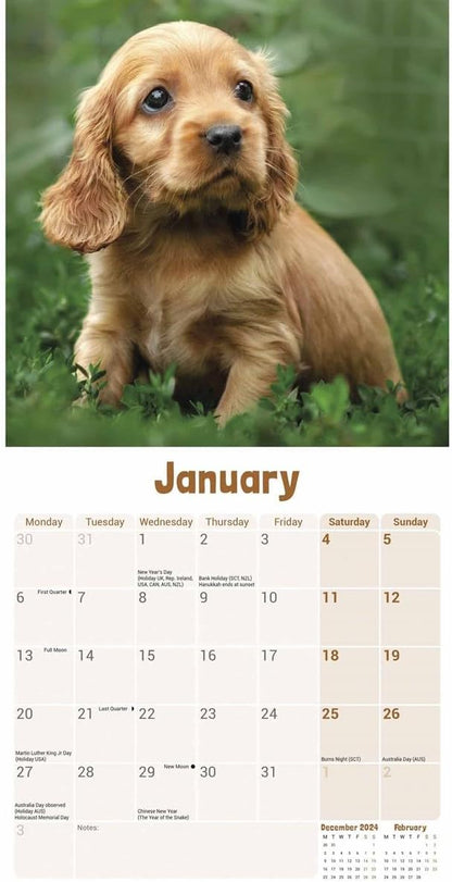 English Cocker Spaniel Puppies Mini Wall Calendar 2025 (PFP)