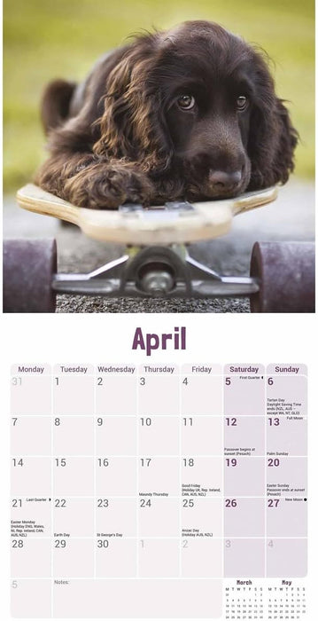 English Cocker Spaniel Puppies Mini Wall Calendar 2025 (PFP)